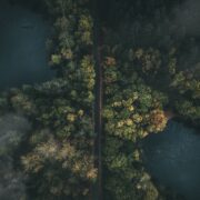 Beyond The Tree Line